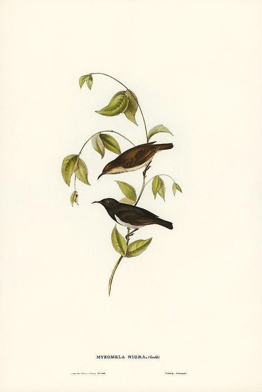Image Only