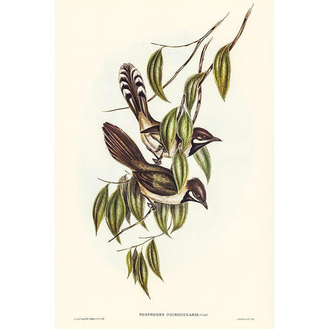 Black-throated Psophodes-Psophodes nigrogularis Gold Ornate Wood Framed Art Print with Double Matting by Gould, John