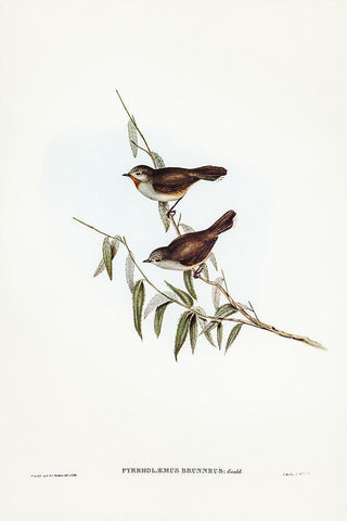 Brown Red-throat-Pyrrholaemus brunneus White Modern Wood Framed Art Print with Double Matting by Gould, John