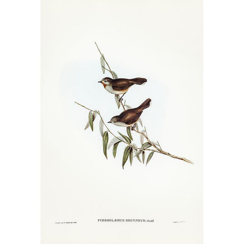 Brown Red-throat-Pyrrholaemus brunneus White Modern Wood Framed Art Print by Gould, John