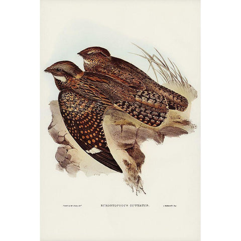 Spotted Goat-sucker-Eurostopodus guttatus Gold Ornate Wood Framed Art Print with Double Matting by Gould, John