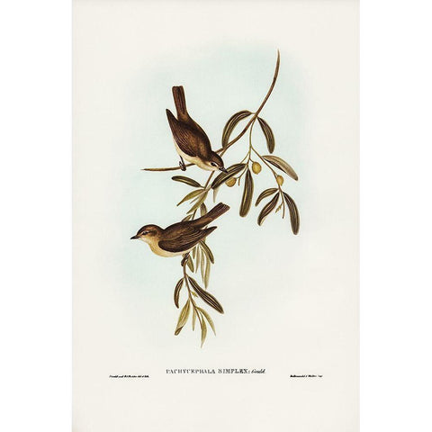 Plain-coloured Pachycephala-Pachycephala simplex White Modern Wood Framed Art Print by Gould, John