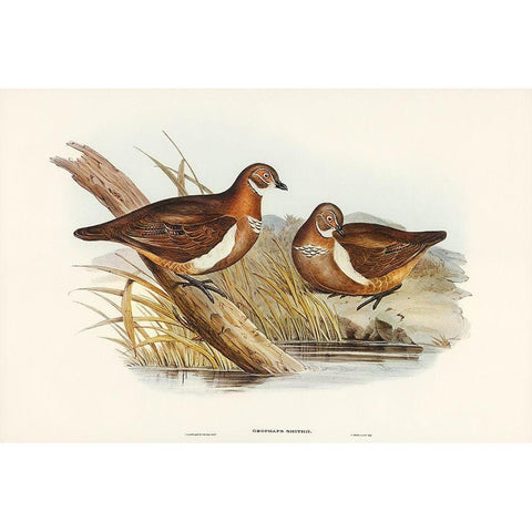 Smiths Partridge Bronze-wing-Geophaps Smithii Gold Ornate Wood Framed Art Print with Double Matting by Gould, John