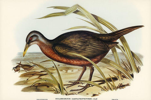 Chestnut-bellied Rail-Eulabeornis castaneoventris Black Ornate Wood Framed Art Print with Double Matting by Gould, John