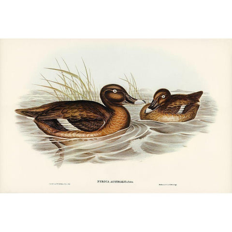 White-eyed Duck-Nyroca Australis Black Modern Wood Framed Art Print with Double Matting by Gould, John