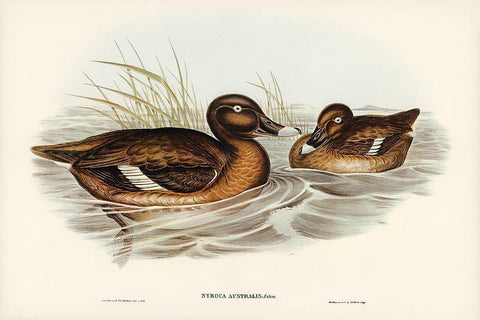 White-eyed Duck-Nyroca Australis Black Ornate Wood Framed Art Print with Double Matting by Gould, John