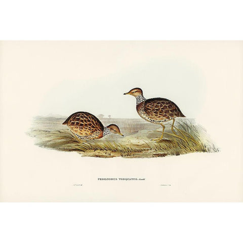 Collared Plain Wanderer-Pedionomus torquatus White Modern Wood Framed Art Print by Gould, John