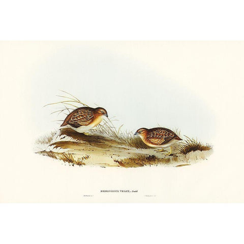 Swift-flying Hemipode-Hemipodius velox Gold Ornate Wood Framed Art Print with Double Matting by Gould, John