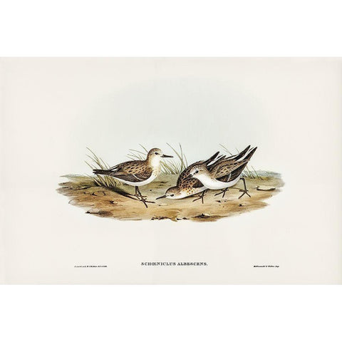 Little Sandpiper-Schoeniclus Aalbescens Gold Ornate Wood Framed Art Print with Double Matting by Gould, John