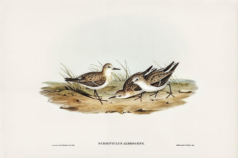 Little Sandpiper-Schoeniclus Aalbescens White Modern Wood Framed Art Print with Double Matting by Gould, John