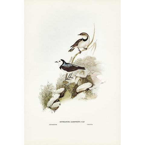 White-fronted chat-Ephthianura albifrons Black Modern Wood Framed Art Print with Double Matting by Gould, John