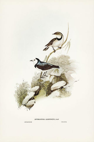 White-fronted chat-Ephthianura albifrons Black Ornate Wood Framed Art Print with Double Matting by Gould, John