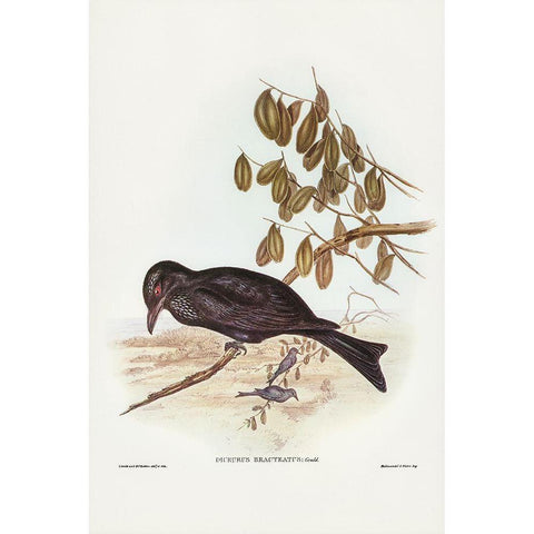 Spangled Drongo-Dicrurus bracteatus Gold Ornate Wood Framed Art Print with Double Matting by Gould, John