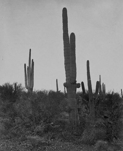 Cereus giganteus-Arizona Black Ornate Wood Framed Art Print with Double Matting by OSullivan, Timothy H