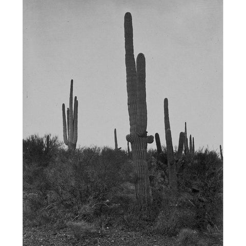 Cereus giganteus-Arizona Black Modern Wood Framed Art Print with Double Matting by OSullivan, Timothy H