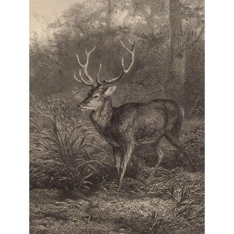 Cerf Dix-Cors-Ten Horned Deer Black Modern Wood Framed Art Print with Double Matting by Bodmer, Karl