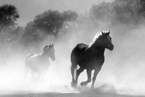 Free Runners Black Ornate Wood Framed Art Print with Double Matting by The Yellowstone Collection