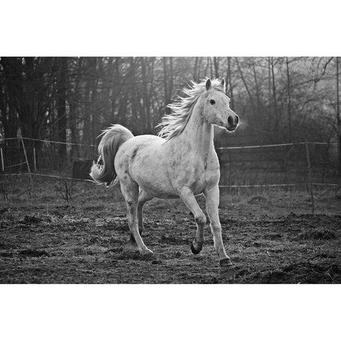 Galloping White Black Modern Wood Framed Art Print with Double Matting by The Yellowstone Collection