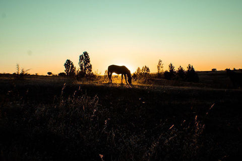 Grazing at Sunset White Modern Wood Framed Art Print with Double Matting by The Yellowstone Collection