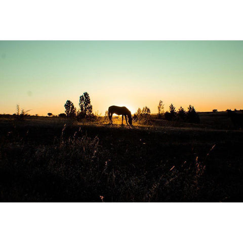 Grazing at Sunset Black Modern Wood Framed Art Print with Double Matting by The Yellowstone Collection