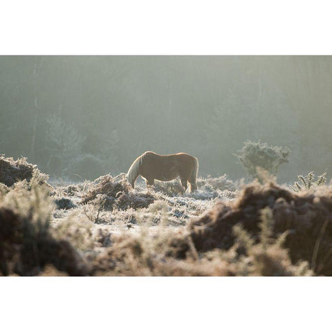 Grazing in the Shrubs Gold Ornate Wood Framed Art Print with Double Matting by The Yellowstone Collection