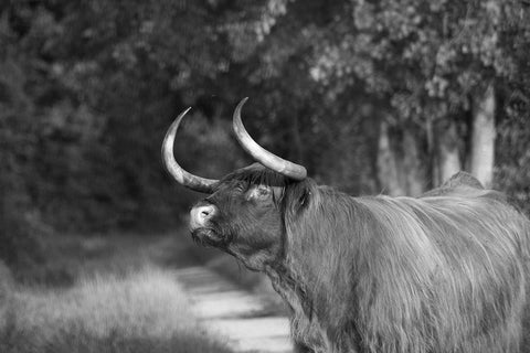 Heads Up Black Ornate Wood Framed Art Print with Double Matting by The Yellowstone Collection