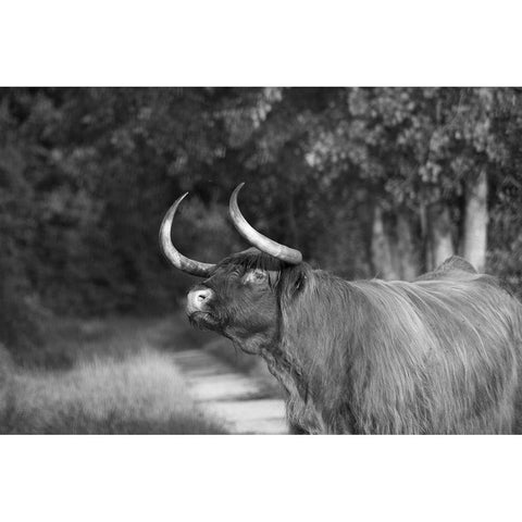 Heads Up White Modern Wood Framed Art Print by The Yellowstone Collection