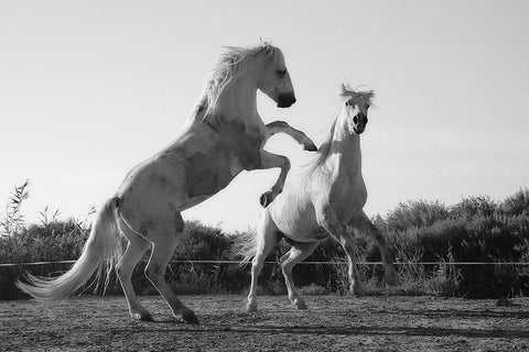 Horse Dance White Modern Wood Framed Art Print with Double Matting by The Yellowstone Collection