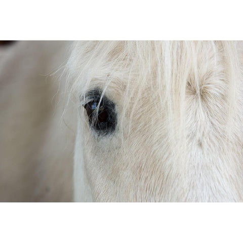 Horse Eye Black Modern Wood Framed Art Print with Double Matting by The Yellowstone Collection