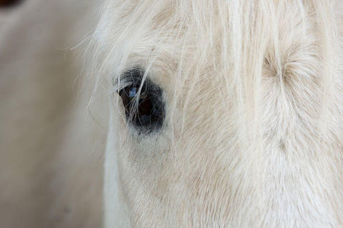 Horse Eye White Modern Wood Framed Art Print with Double Matting by The Yellowstone Collection