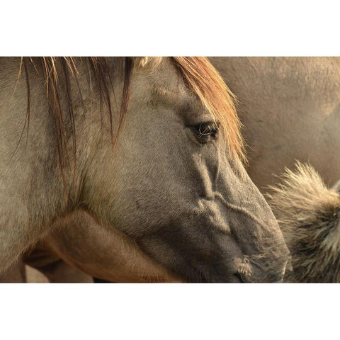 Horse Grain White Modern Wood Framed Art Print by The Yellowstone Collection