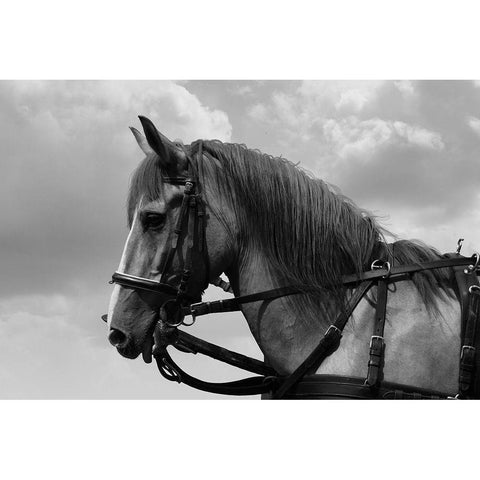 Horse in Harness Gold Ornate Wood Framed Art Print with Double Matting by The Yellowstone Collection