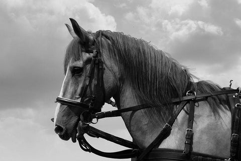 Horse in Harness Black Ornate Wood Framed Art Print with Double Matting by The Yellowstone Collection