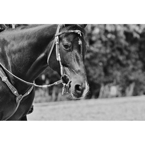 Horse in western bridle I White Modern Wood Framed Art Print by The Yellowstone Collection