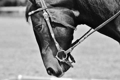 Horse in western bridle II White Modern Wood Framed Art Print with Double Matting by The Yellowstone Collection