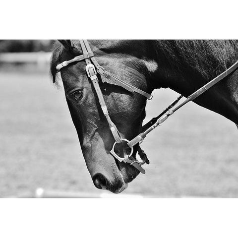 Horse in western bridle II White Modern Wood Framed Art Print by The Yellowstone Collection