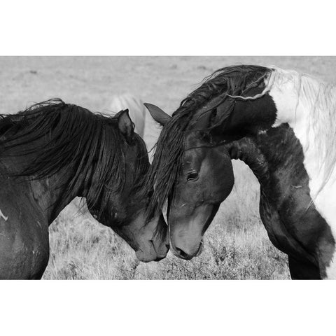 Horse Kiss White Modern Wood Framed Art Print by The Yellowstone Collection