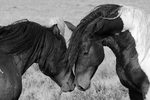 Horse Kiss White Modern Wood Framed Art Print with Double Matting by The Yellowstone Collection