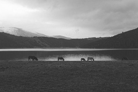 Lakeside Grazing Black Ornate Wood Framed Art Print with Double Matting by The Yellowstone Collection