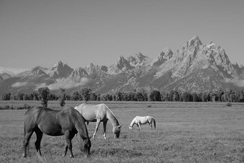 Meadow under the Mountains White Modern Wood Framed Art Print with Double Matting by The Yellowstone Collection