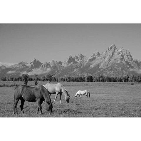 Meadow under the Mountains Gold Ornate Wood Framed Art Print with Double Matting by The Yellowstone Collection