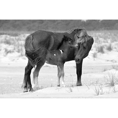 Mother and Foal Black Modern Wood Framed Art Print with Double Matting by The Yellowstone Collection