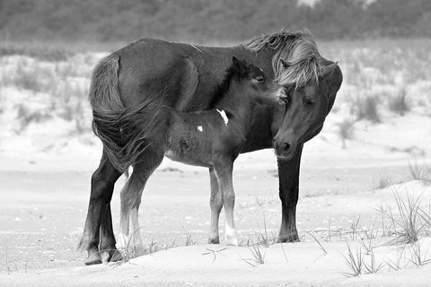 Mother and Foal Black Ornate Wood Framed Art Print with Double Matting by The Yellowstone Collection