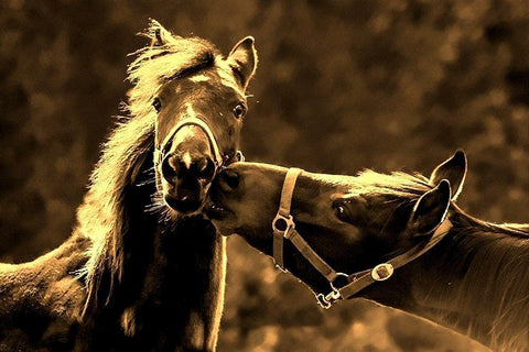 Near the Kissing Gate Black Ornate Wood Framed Art Print with Double Matting by The Yellowstone Collection