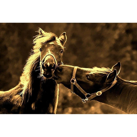 Near the Kissing Gate Black Modern Wood Framed Art Print by The Yellowstone Collection