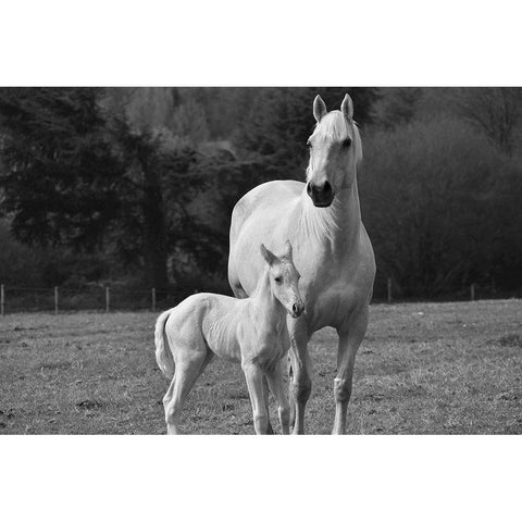 Palomino Horse and Colt White Modern Wood Framed Art Print by The Yellowstone Collection