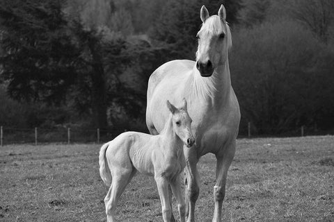 Palomino Horse and Colt Black Ornate Wood Framed Art Print with Double Matting by The Yellowstone Collection