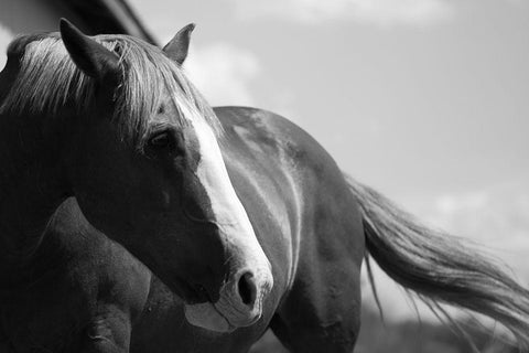 Ready to Ride White Modern Wood Framed Art Print with Double Matting by The Yellowstone Collection