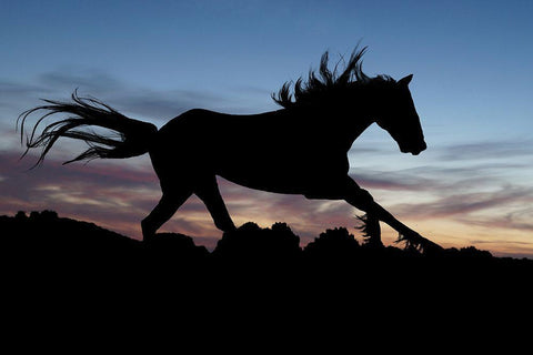 Shadow Gallop White Modern Wood Framed Art Print with Double Matting by The Yellowstone Collection