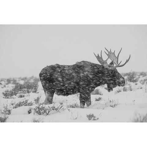 Snowy Elk Black Modern Wood Framed Art Print with Double Matting by The Yellowstone Collection